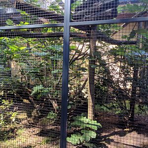 Mindanao Bleeding Heart Dove Enclosure