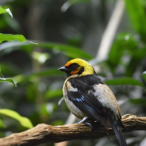 Flame-faced tanager [2020]