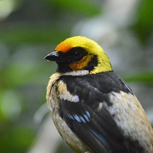 Flame-faced tanager [2020]