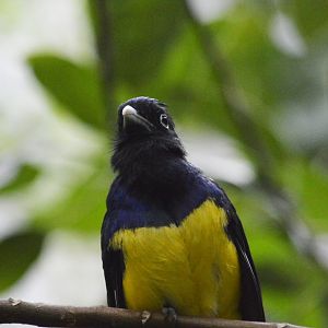 Green-backed trogon [2020]