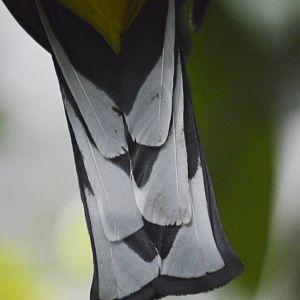 Green-backed trogon [2020]