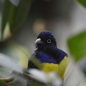 Green-backed trogon [2020]