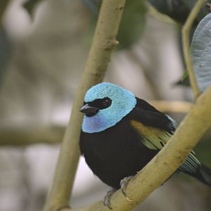 Blue-necked tanager [2020]