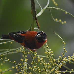 Red siskin [2020]