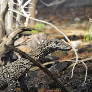 Perentie [2020]