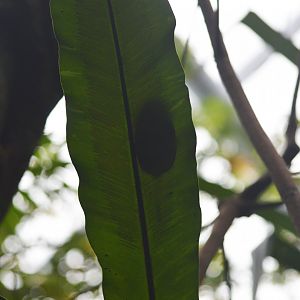 Shadow of a frog - Masoala [2020]