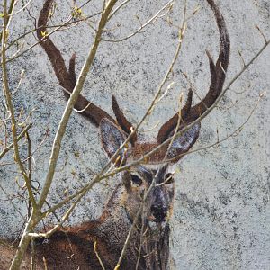 Deer painting - Pripyat [2019]