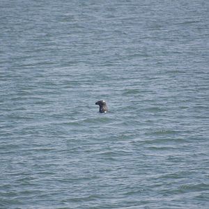 Grey seal [2018]