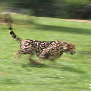 king cheetah Solomon (lure chase)