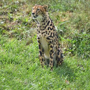 king cheetah Solomon (posed by keepers)