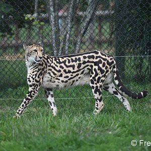 female king cheetah Mona Lisa