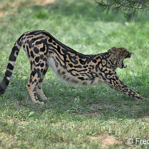 male king cheetah Solomon