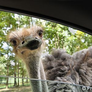 ostrich in drive-through