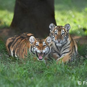 tiger cubs