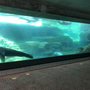Sea Lion Exhibit