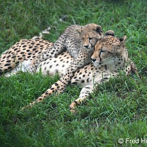 cheetah mother and cub