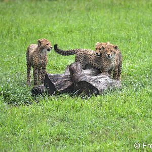 cheetah cubs