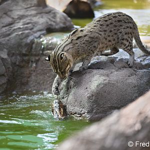 fishing cat playing with log
