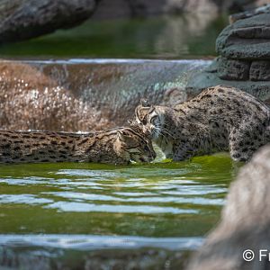 fishing cats in water
