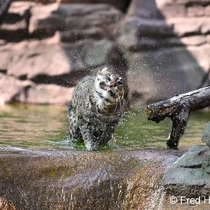 fishing cat shaking off water