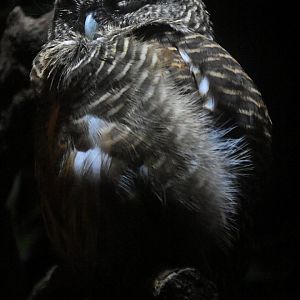 Collared owlet