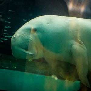 Dugong (Dugong dugon)