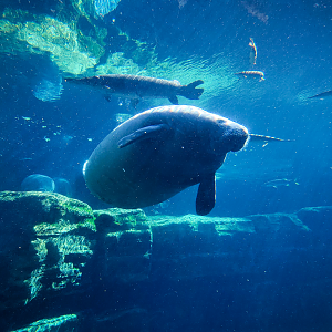 May. 2021 - Turtle Trek & Manatee Rescue - Florida Manatee