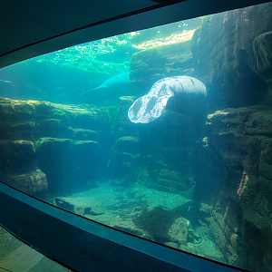 May. 2021 - Turtle Trek & Manatee Rescue - Florida Manatee Exhibit (First Viewing)