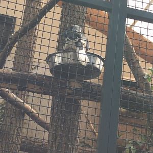 Von der decken Hornbill Enclosure