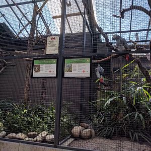 African Grey Parrot Enclosures