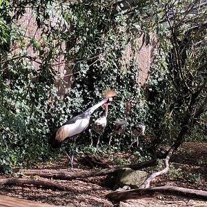 African Grey crowned Crane