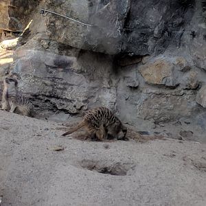 Slender tailed Meerkats