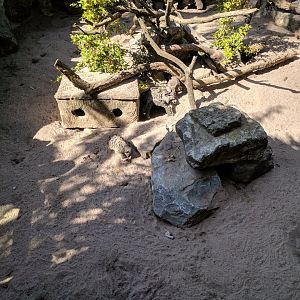 Slender tailed Meerkat Enclosure