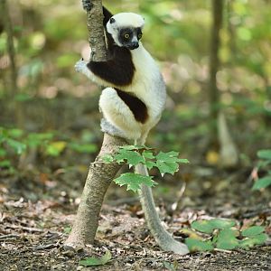 coquerels sifaka