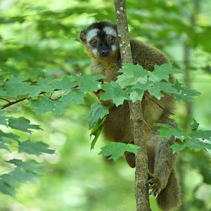 red fronted lemur