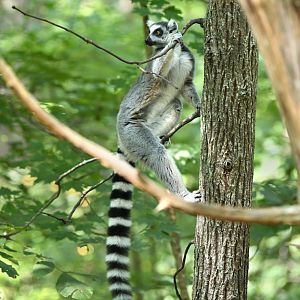 ring tailed lemur