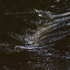 North American river otter [2018]