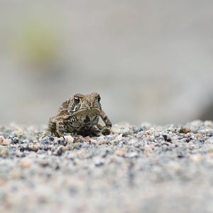 American toad [2018]