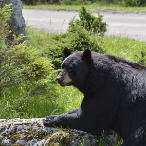American black bear [2018]