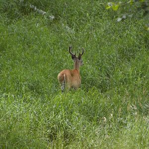 White-tailed deer [2018]