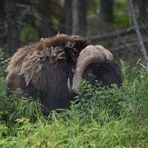 Muskox [2018]