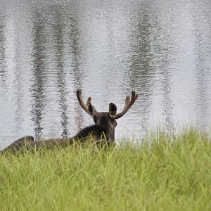 Moose by the pond [2018]