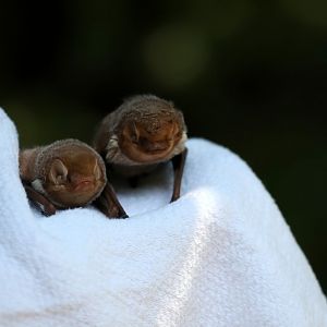eastern red bat (Lasiurus borealis) LEFT, Seminole bat (Lasiurus seminolus) RIGHT