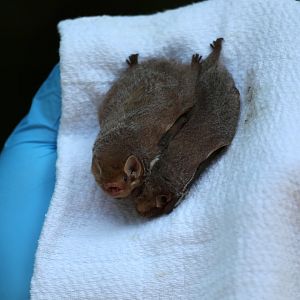 eastern red bat (Lasiurus borealis) LEFT, Seminole bat (Lasiurus seminolus) RIGHT