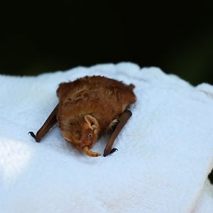 eastern red bat (Lasiurus borealis)