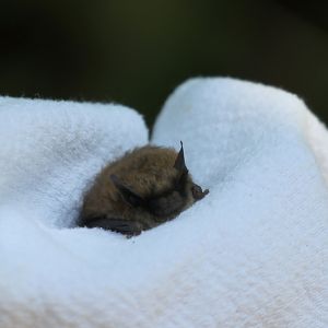 Eastern small-footed bat (Myotis leibii)