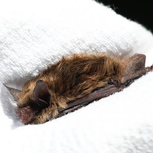Eastern small-footed bat (Myotis leibii)