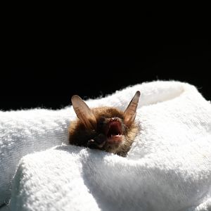 Northern long-eared bat or Northern myotis (Myotis septentrionalis)