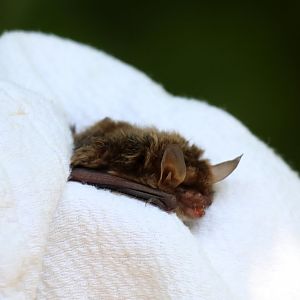 Northern long-eared bat or Northern myotis (Myotis septentrionalis)