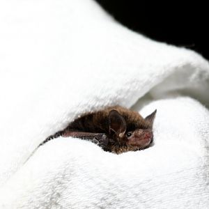 little brown bat or little brown myotis (Myotis lucifugus)